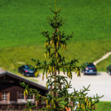 Tirol, Tannheimer Tal, Nesselwängle