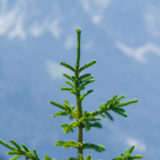 Allgäu, auf dem Tegelberg