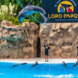Atlantik, Teneriffa, La Orotava, Loro Parque, Delfine