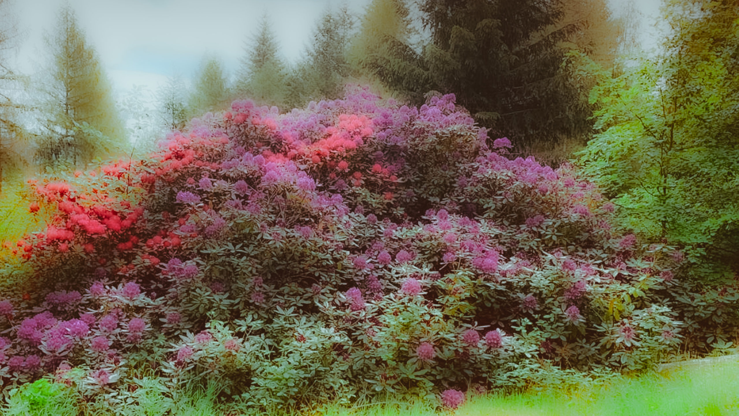 Grenzweg Gerstunger Forst, Rhododendron-Pflanze am Erbbegräbnis