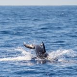 Atlantik, Teneriffa, Delfine vor Los Gigantes