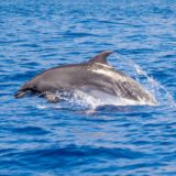 Atlantik, Teneriffa, Delfine vor Los Gigantes