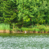 am Hopfensee