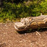 Hopfen am See, am Hopfensee, Skultur im Wald