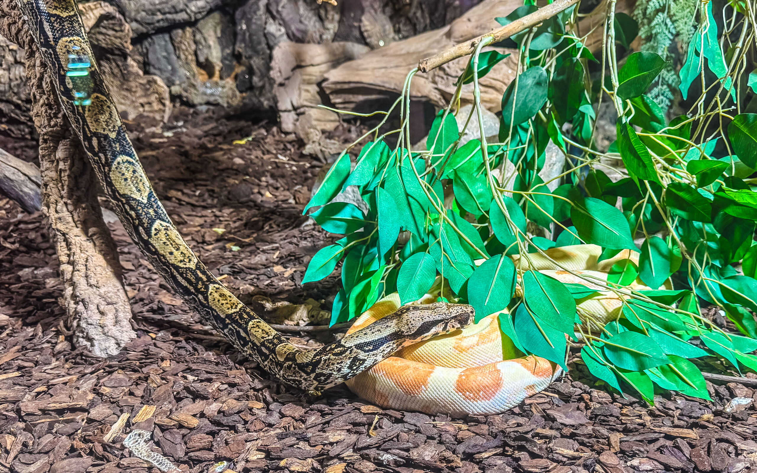 Füssen, im Reptilien-Zoo