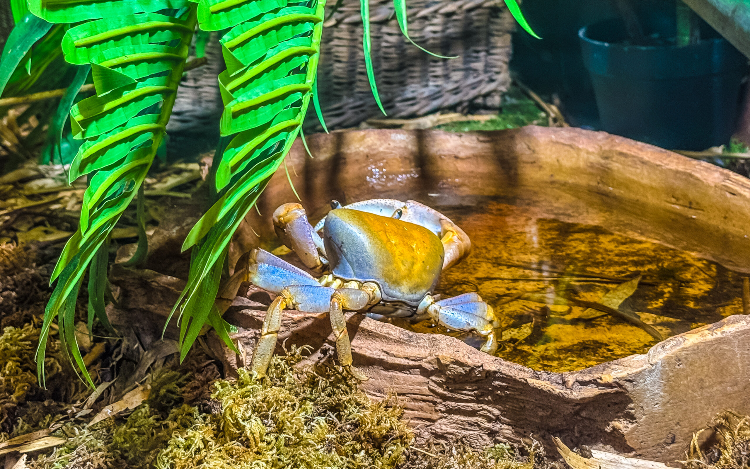 Füssen, im Reptilien-Zoo