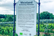 Holsteinische Schweiz, bei Malente, Weinanbau neben der Grebiner Mühle