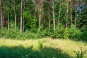 Belarus, Region Brest, Wald am Mahnmal der ermordeten Kinder von Domatschewo